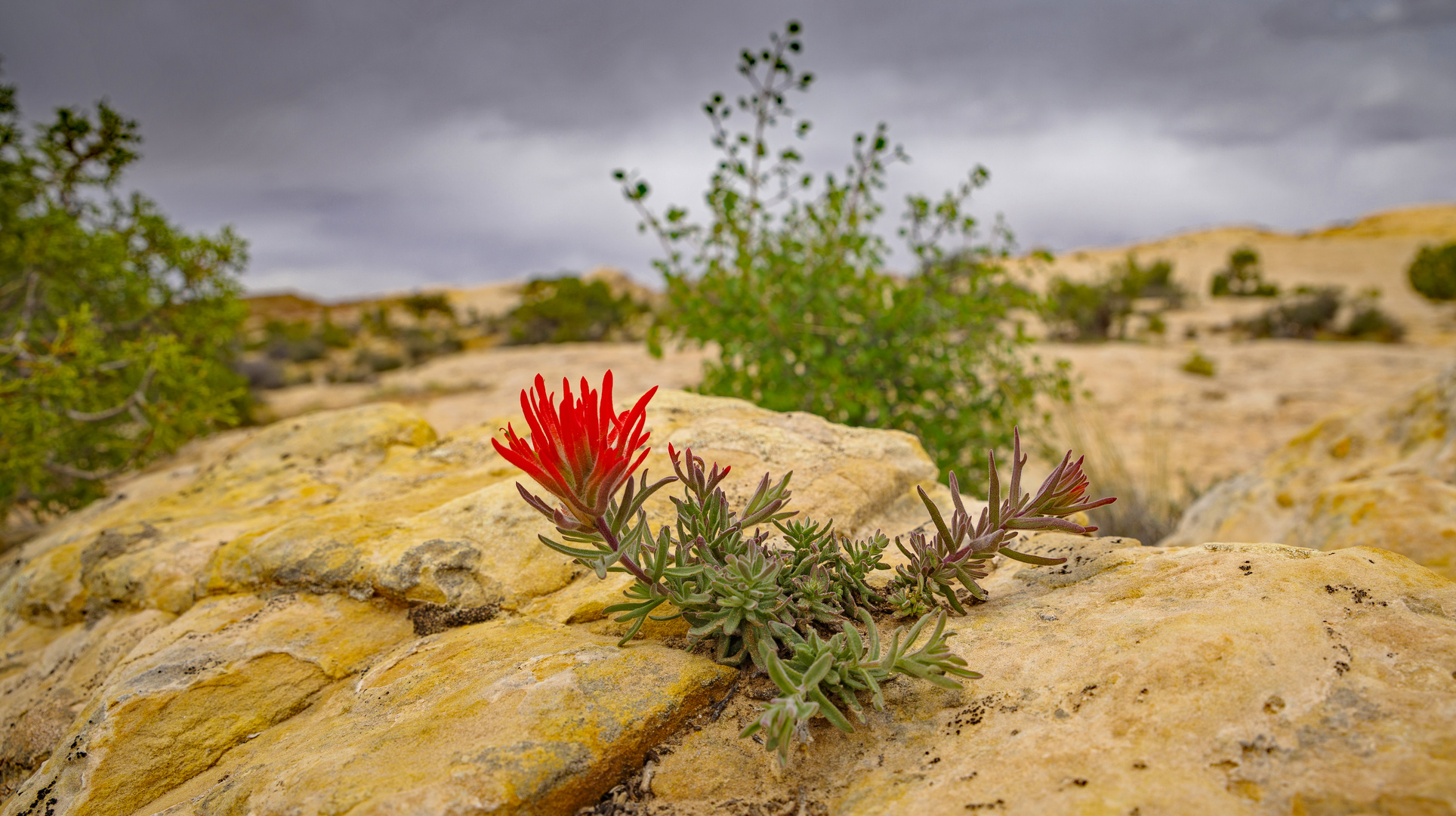 Sag es mit Blumen, statt durch die Blume