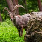Sag Hallo zum Steinbock