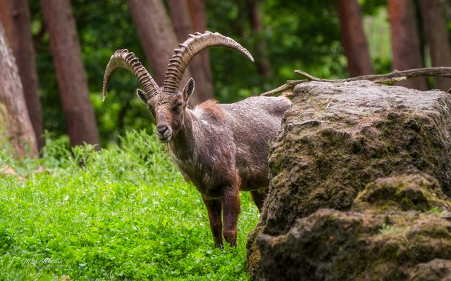 Sag Hallo zum Steinbock