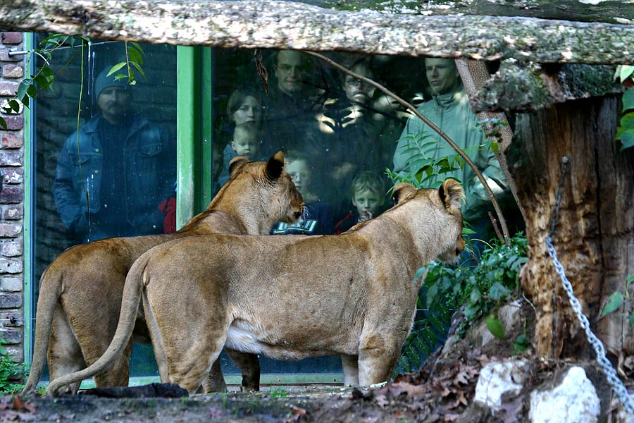 Sag´ mal Schwester, was sind das für Tiere hinter der Scheibe ?