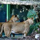 Sag´ mal Schwester, was sind das für Tiere hinter der Scheibe ?