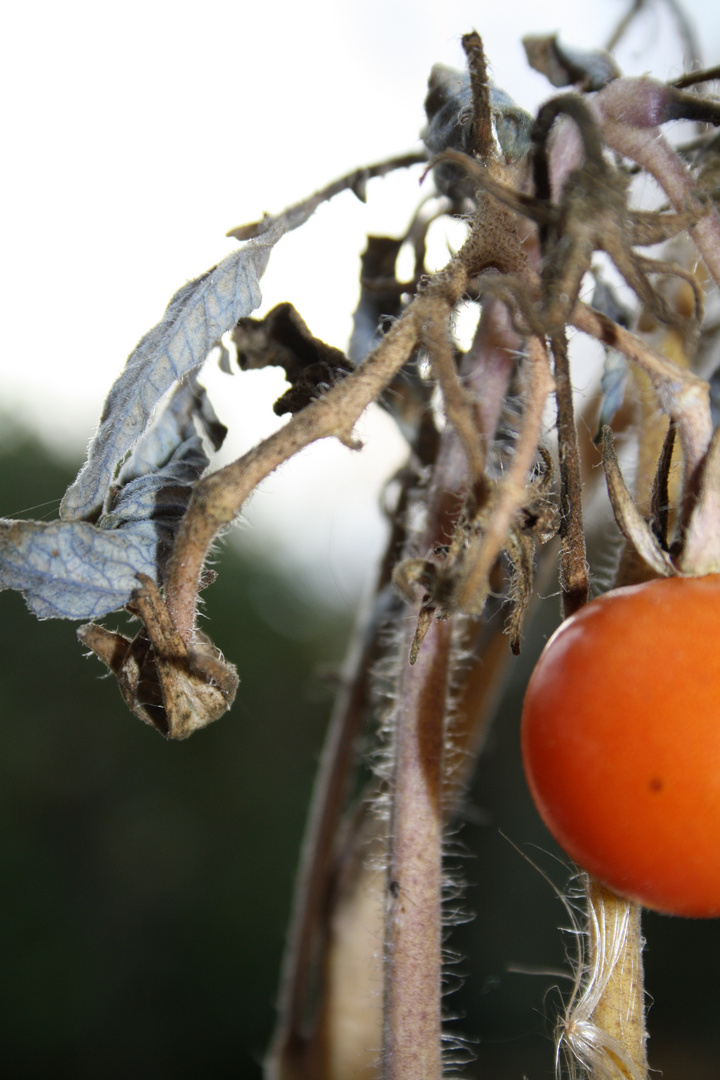 "Sag mal Tomate!" - "Tomate." - "Deine Oma kann Karate!"