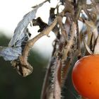 "Sag mal Tomate!" - "Tomate." - "Deine Oma kann Karate!"