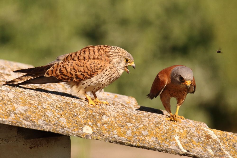 Sag mal, wo warst du denn so lange?? Foto & Bild tiere, wildlife