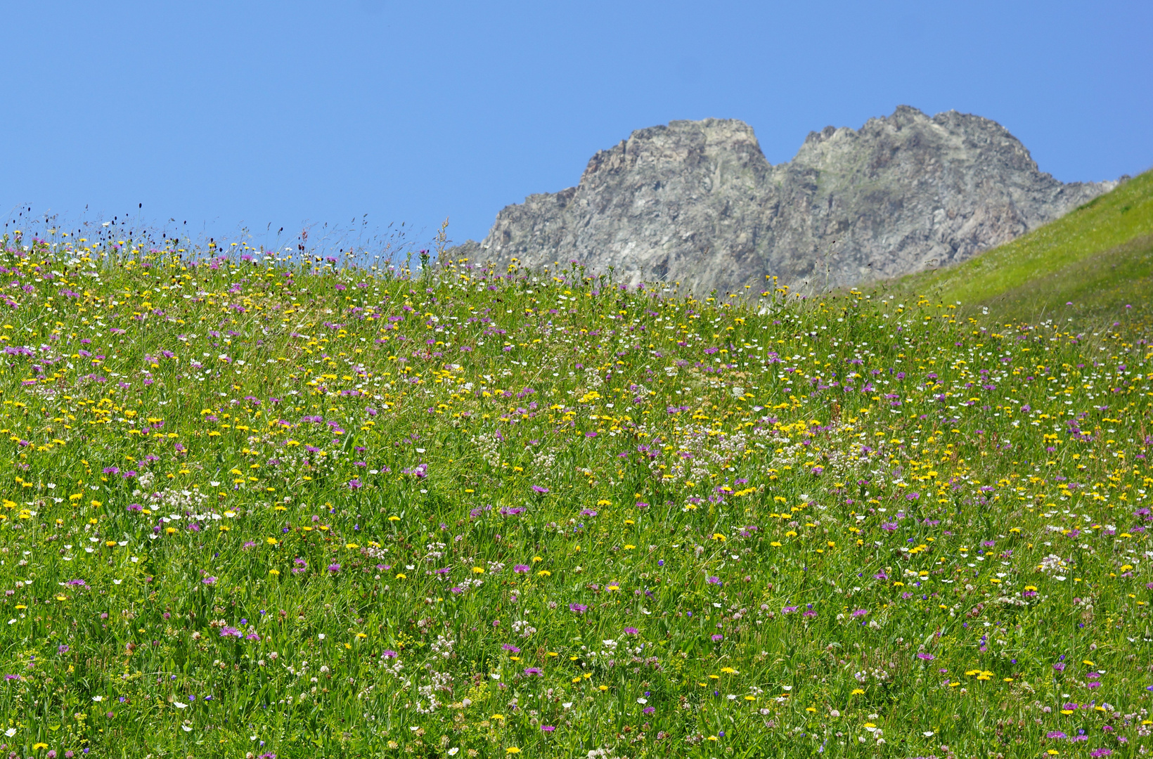 Sag mir, wo die Blumen blüh'n.