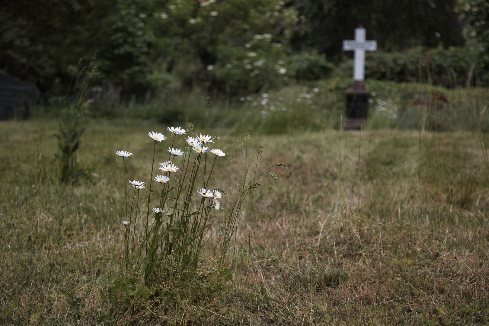 Sag´ mir, wo die Blumen sind .. ?