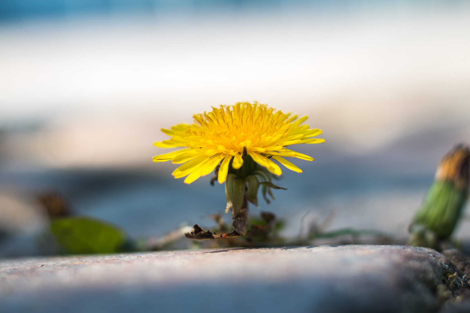 Sag mir wo die Blumen sind...... Foto & Bild | outdoor, natur, blumen