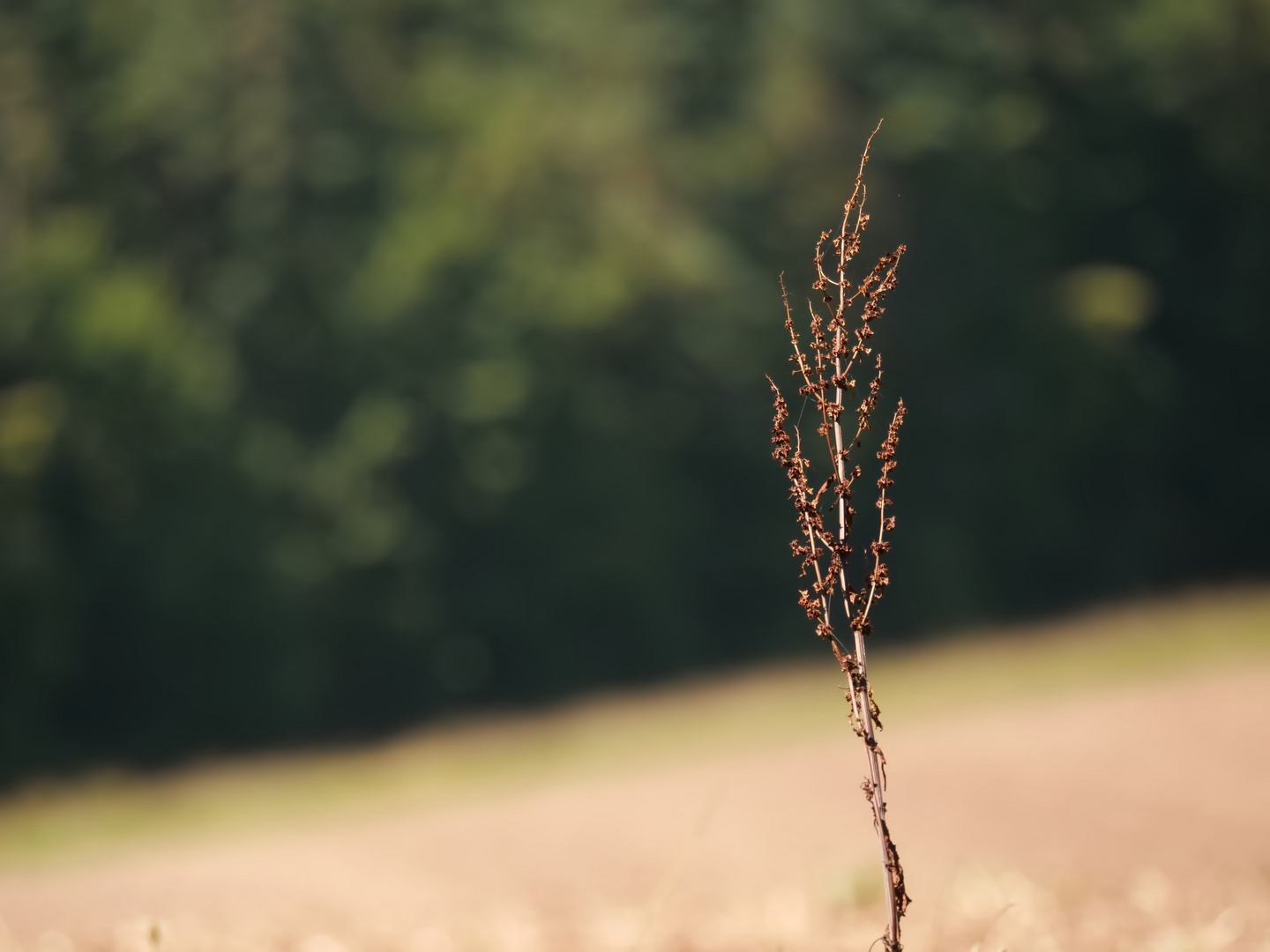 Sag mir, wo die Blumen sind