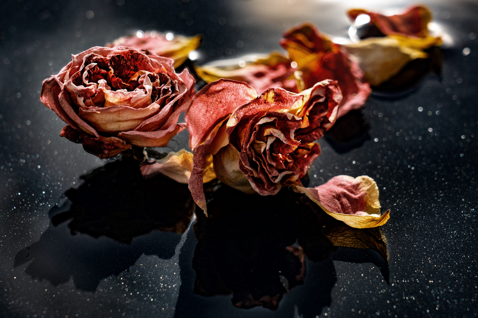 Sag mir wo die Blumen sind - Marlene Dietrich Foto & Bild