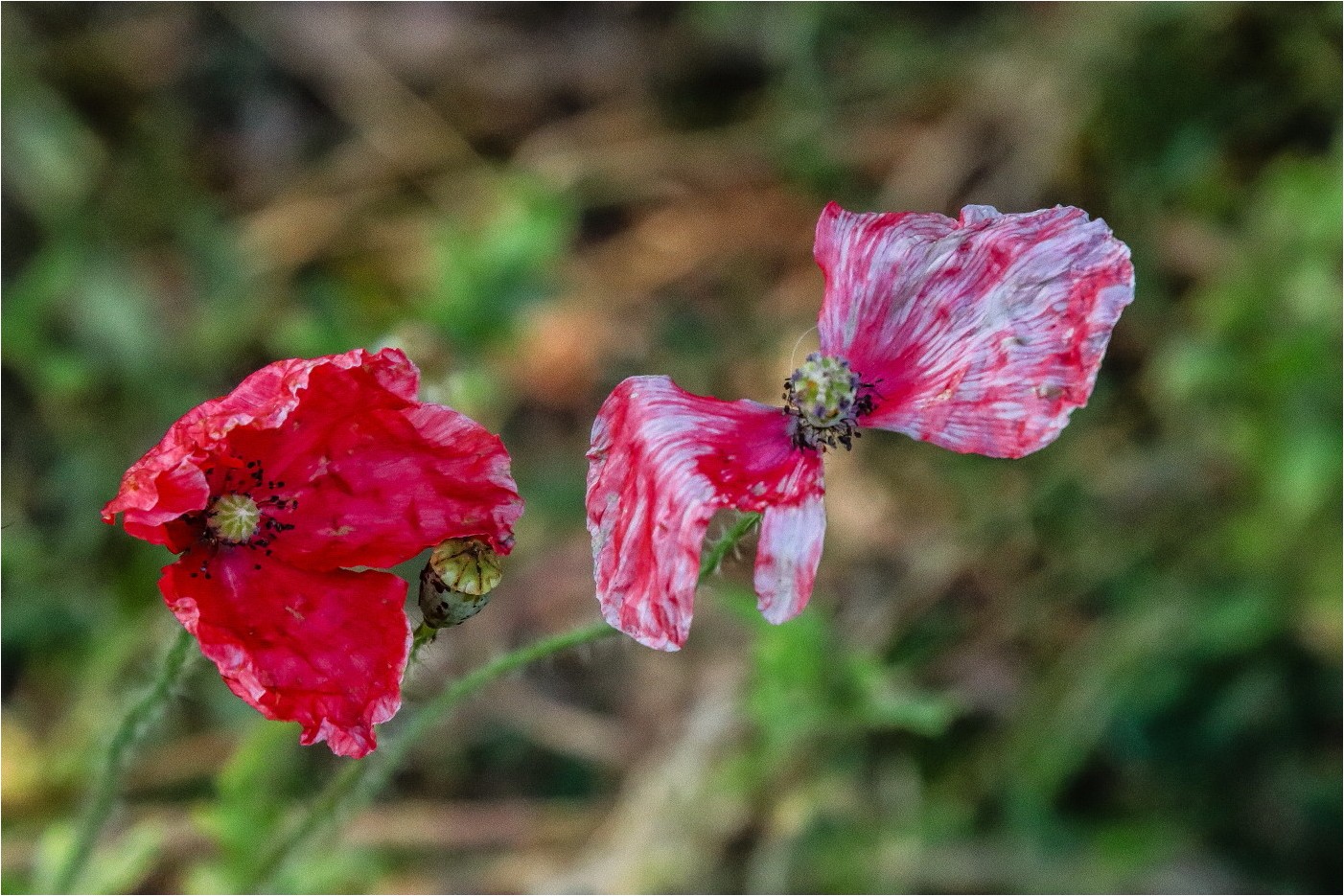 Sag mir wo die Blumen sind? (Wann wird man je verstehn?)