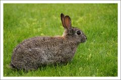 sag nicht noch einmal "Hase" zu mir....