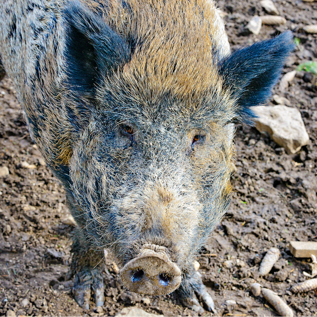 Sag nicht Schwein zu mir