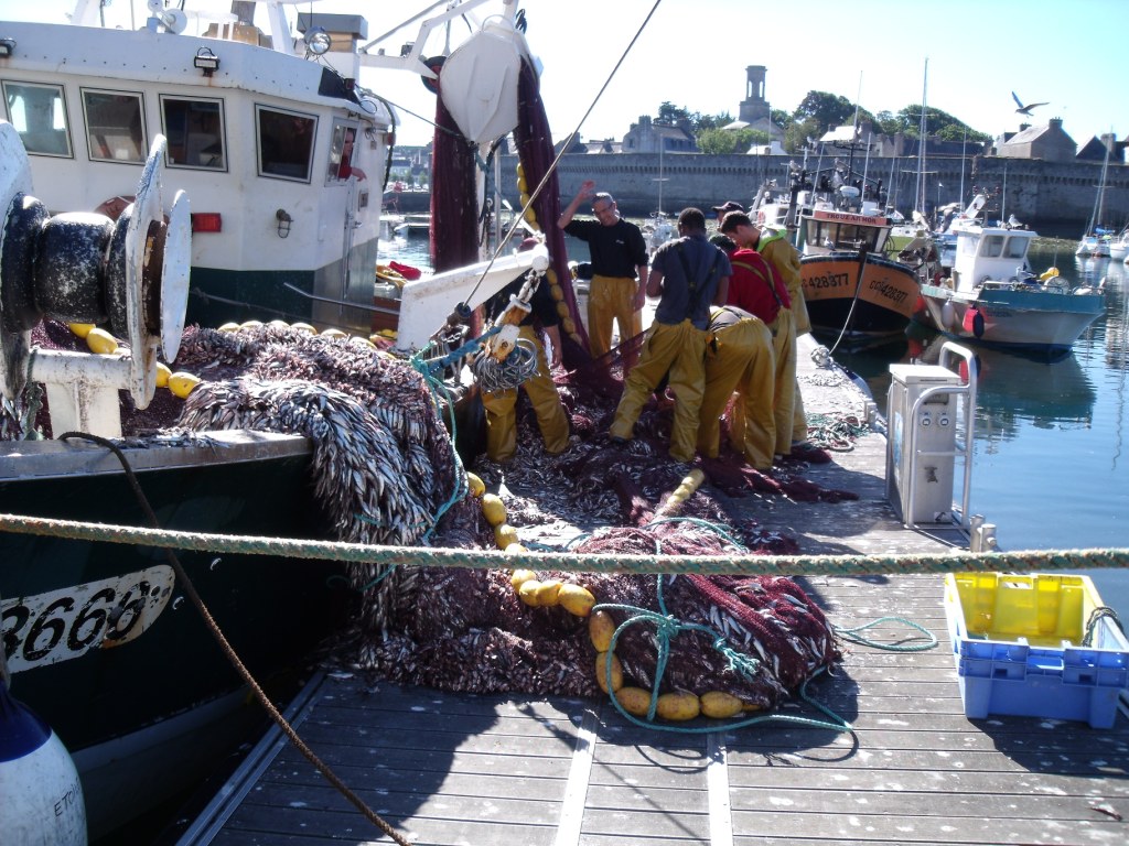 Sag noch jemand, es gäbe keine Fische mehr im Meer.....