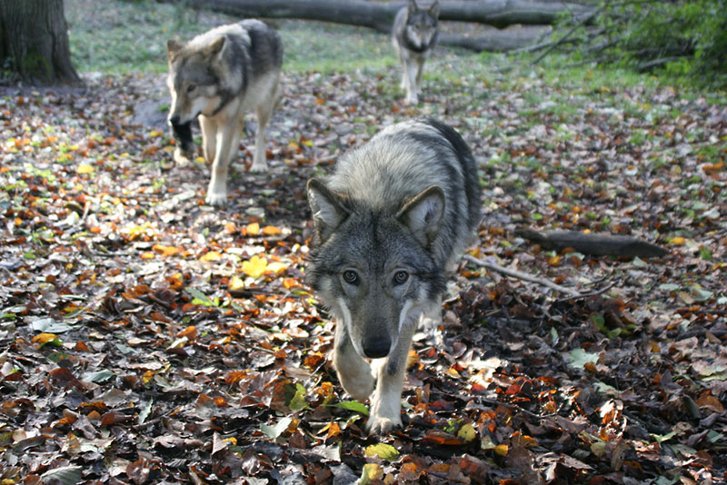 Sag Rotkäppchen, wird es jetzt eng?