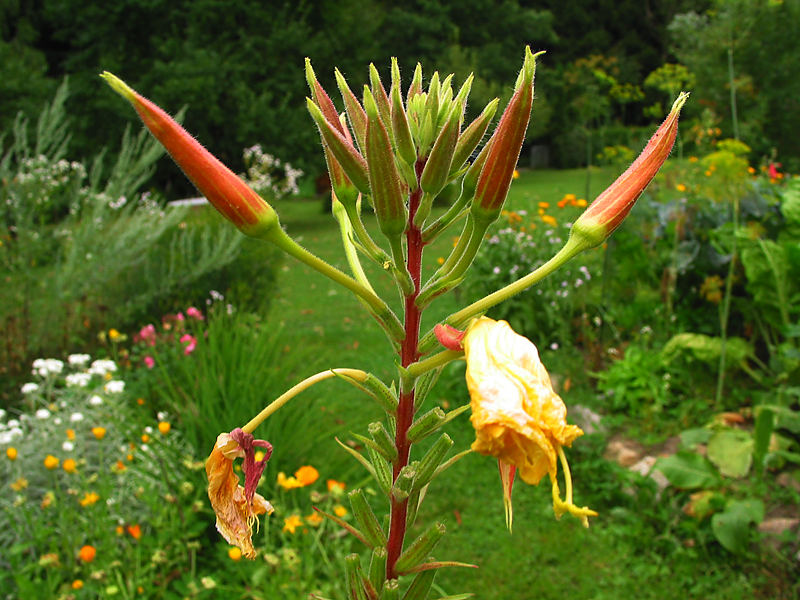 sag was du willst !   Nachtkerze (Oenothera spec.).