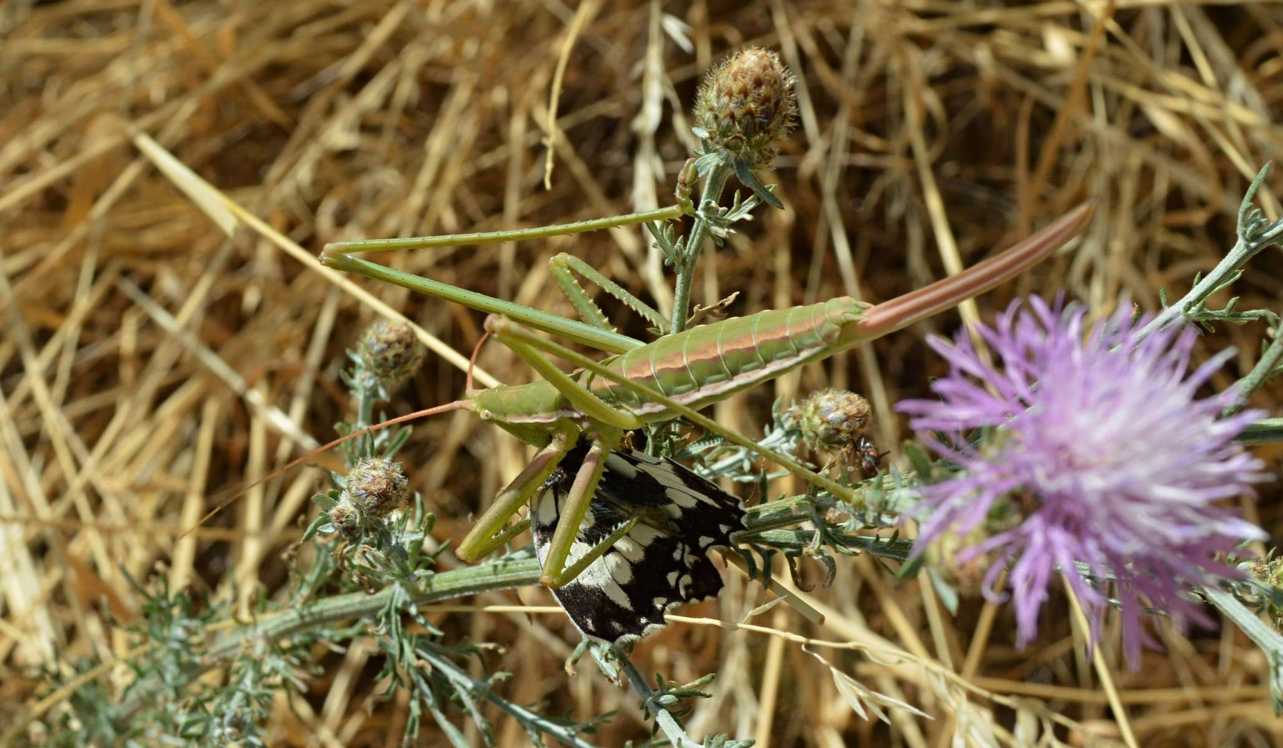 Saga pedo Gryllus giganteus 1