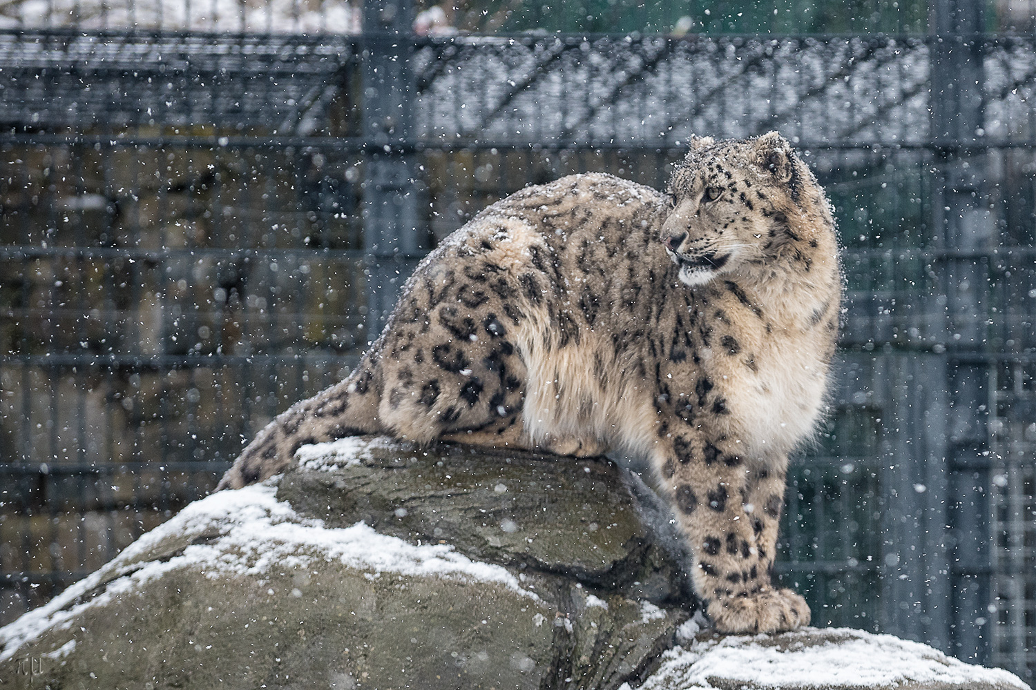 Sagar im Schnee