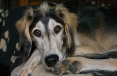 Sage comme une image : Hazir jeune  (Saluki ou lévrier persan)