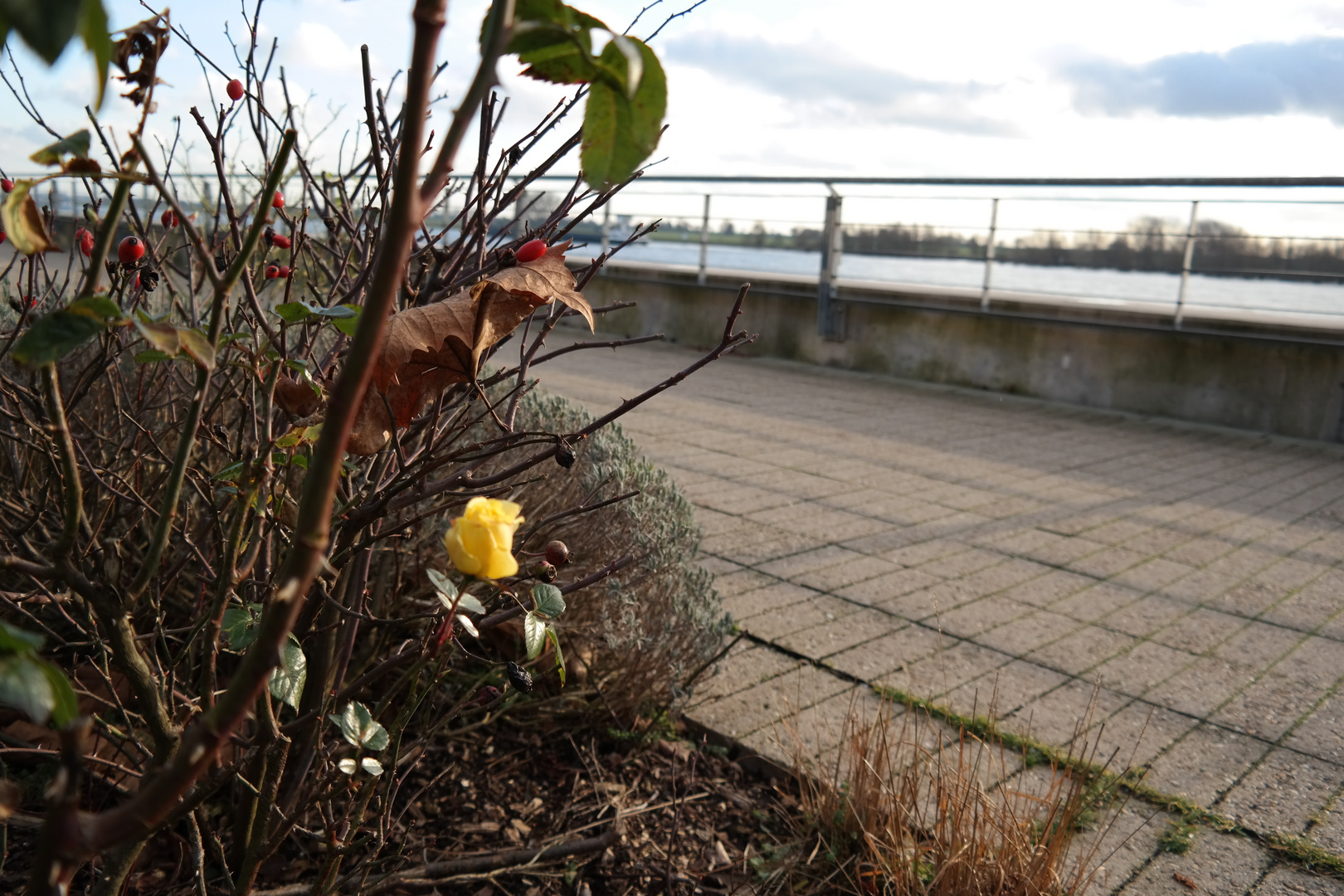 Sage mir wie kommt im Januar 2014 die Rose da hin