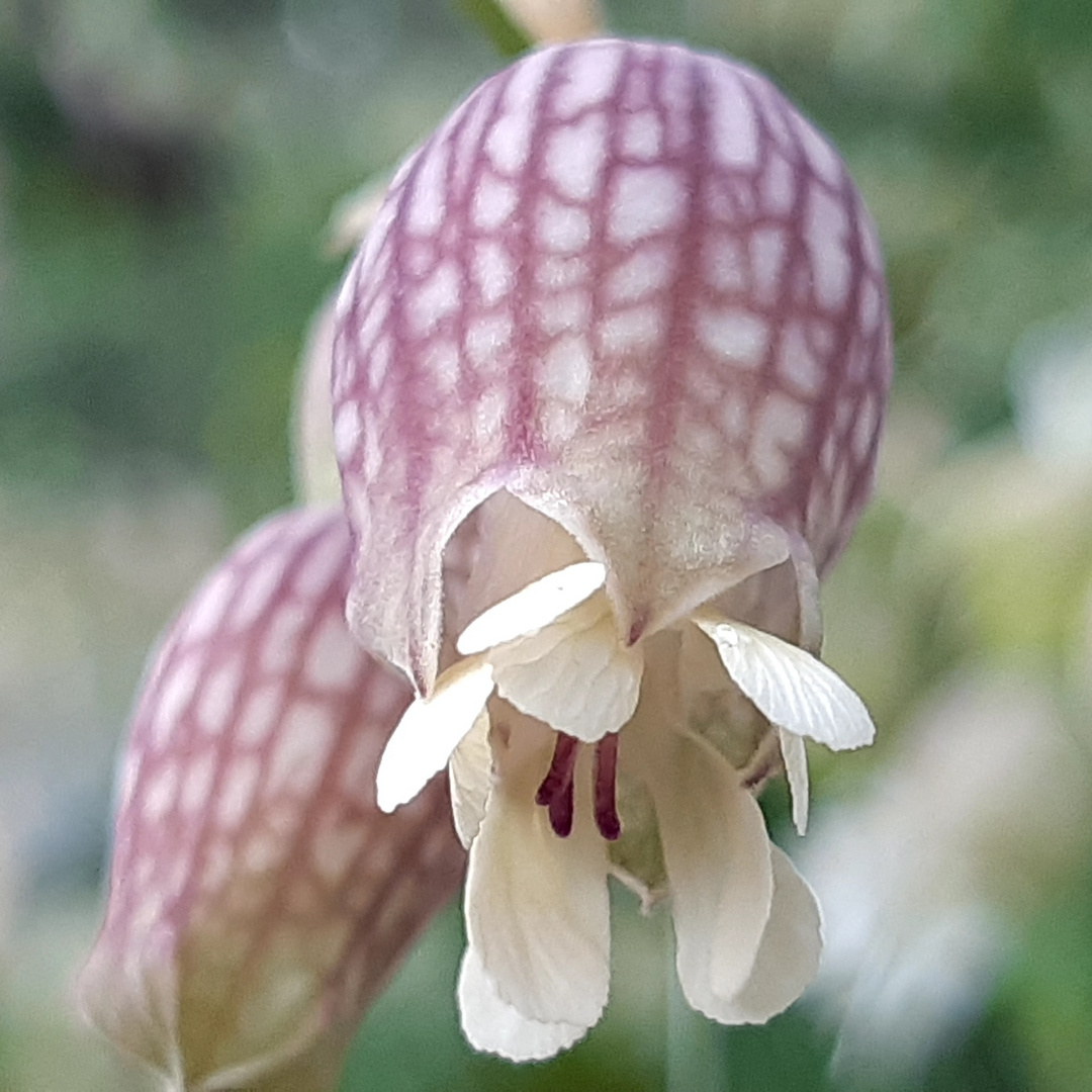 Sagenhafte Blüte