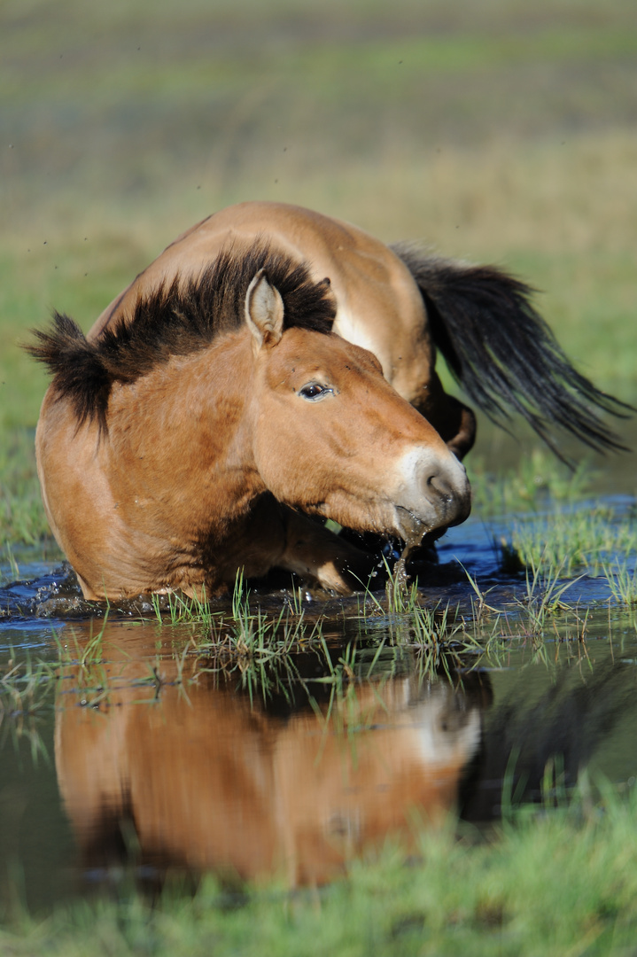 S'agenouiller dans la mare pour prendre son bain