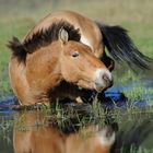 S'agenouiller dans la mare pour prendre son bain