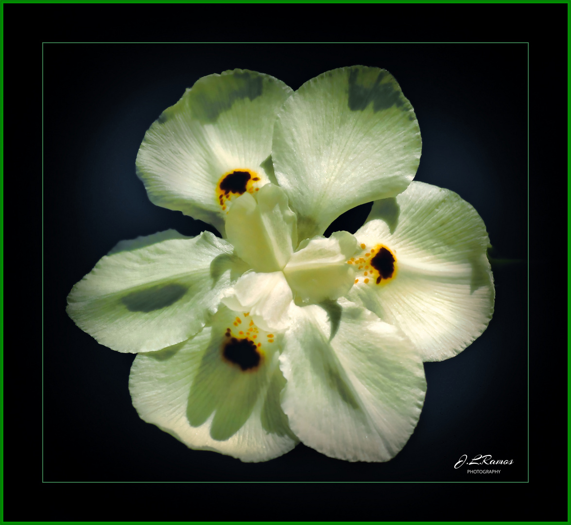 SAGITTARIA MONTEVIDENSIS 