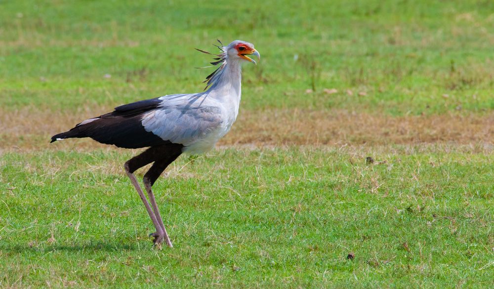 Sagittarius serpentarius Foto & Bild africa, eastern africa, tiere
