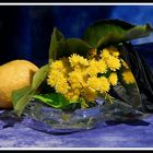 Sagra del limone -Monterosso