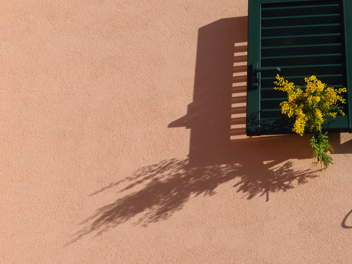 Sagra della mimosa