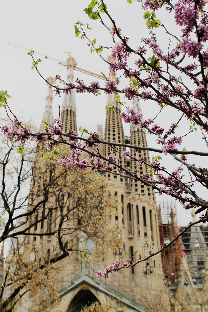 Sagrada Familia und Blüten
