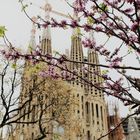 Sagrada Familia und Blüten