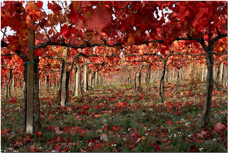 Sagrantino in autunno