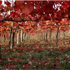 Sagrantino in autunno