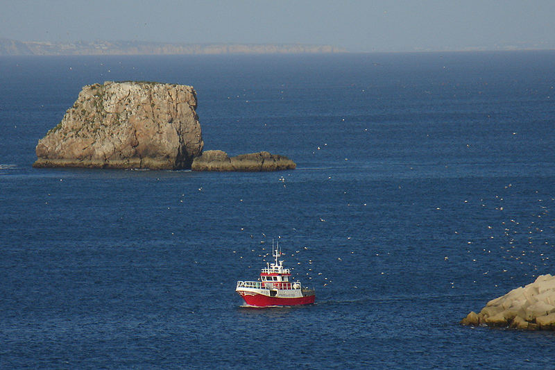 SAGRES - Frische Fische & Möwenschwarm