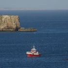 SAGRES - Frische Fische & Möwenschwarm