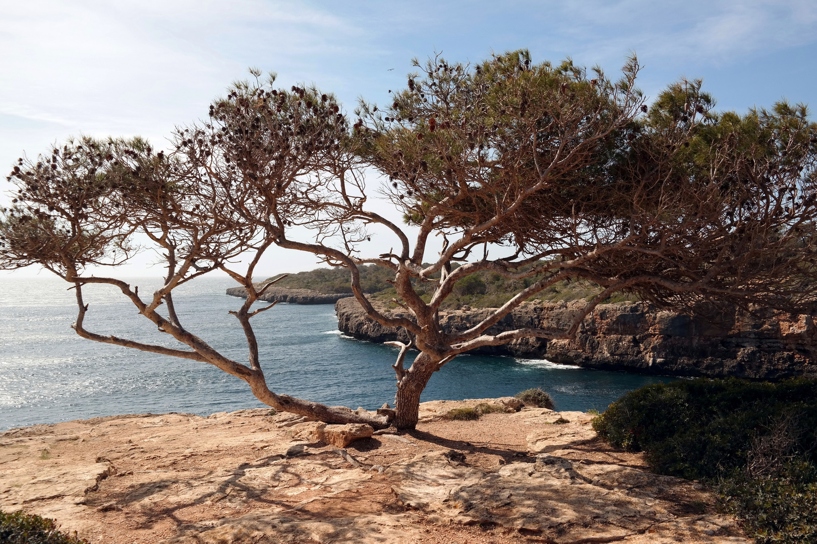 Sags durch den Baum