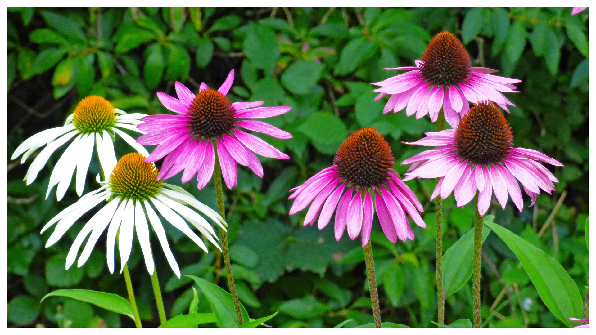 sags mit Blumen............