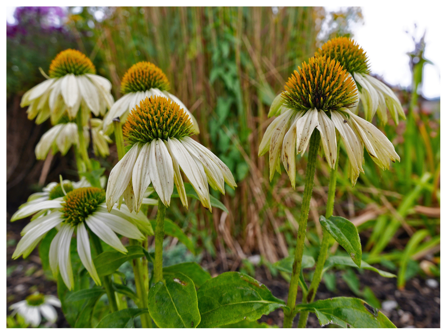 sags mit Blumen......