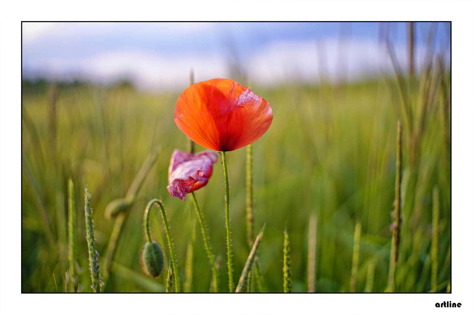 sag´s mit Blumen....der Frühling ist da