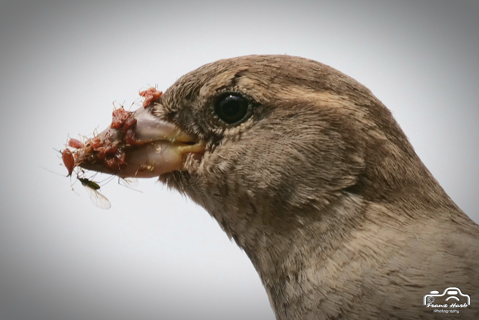 Sagt der Spatz: Jausenzeit ist die schönste Zeit!