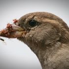 Sagt der Spatz: Jausenzeit ist die schönste Zeit!