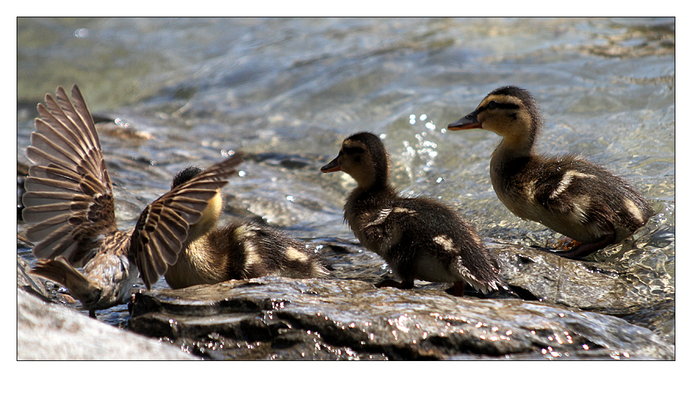 Sagt mal, Jungs, was issn das fürn komischer Vogel?