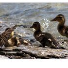 Sagt mal, Jungs, was issn das fürn komischer Vogel?