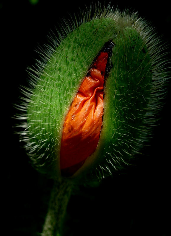 sagt man hochschwanger auch bei Blumen? Mohn I