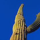 Saguarao Cactus, Arizona, USA