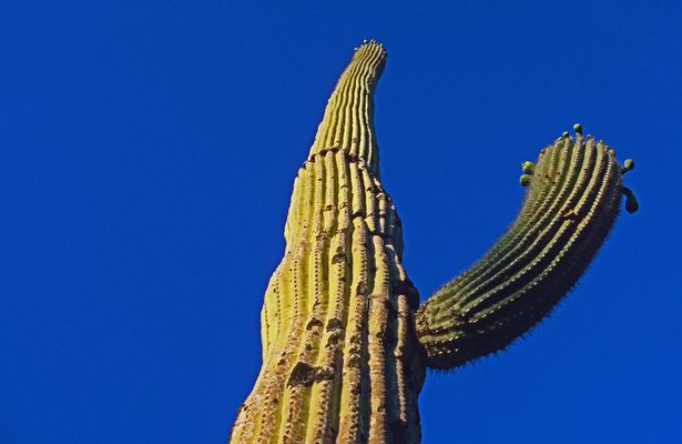 Saguarao Cactus, Arizona, USA