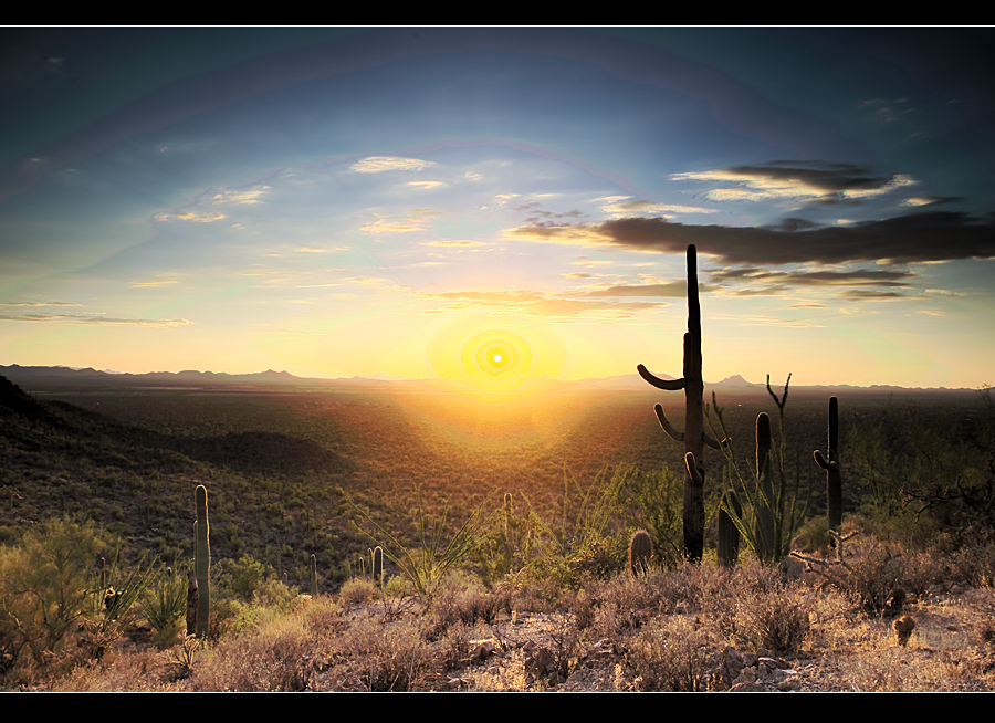 Saguaro 1