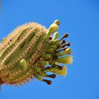 Saguaro