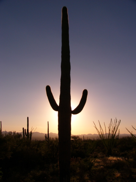 Saguaro 2